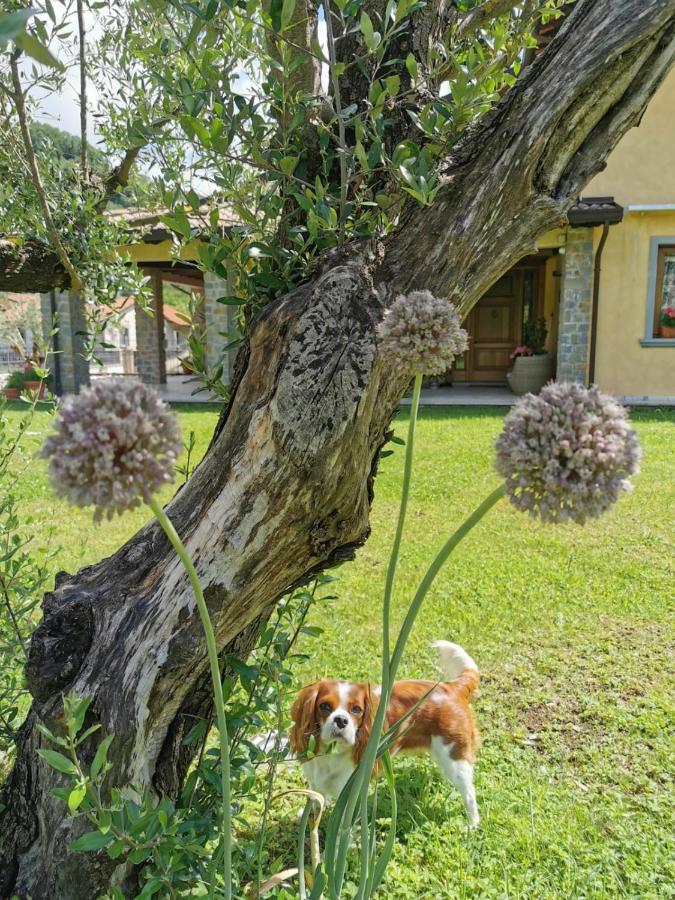 Villa Giulia Gragnola Bagian luar foto