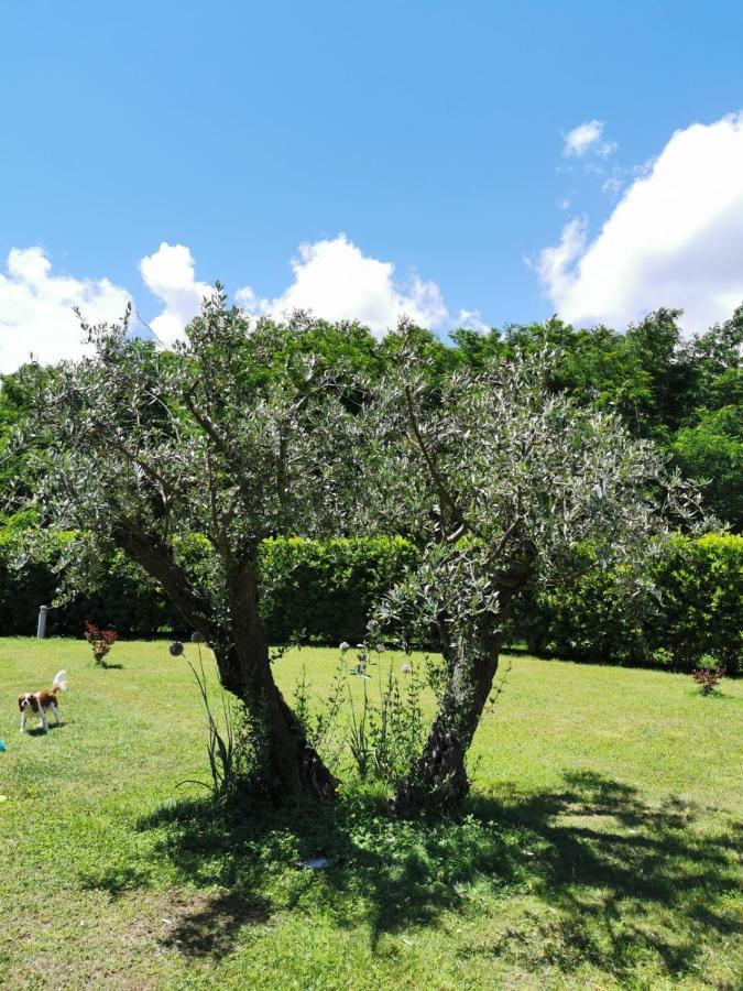 Villa Giulia Gragnola Bagian luar foto